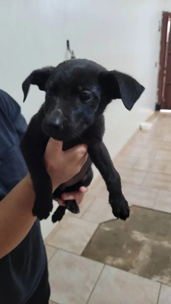 Cachorro ra a Fox Terrier idade Abaixo de 2 meses nome Sem nome tutora simone