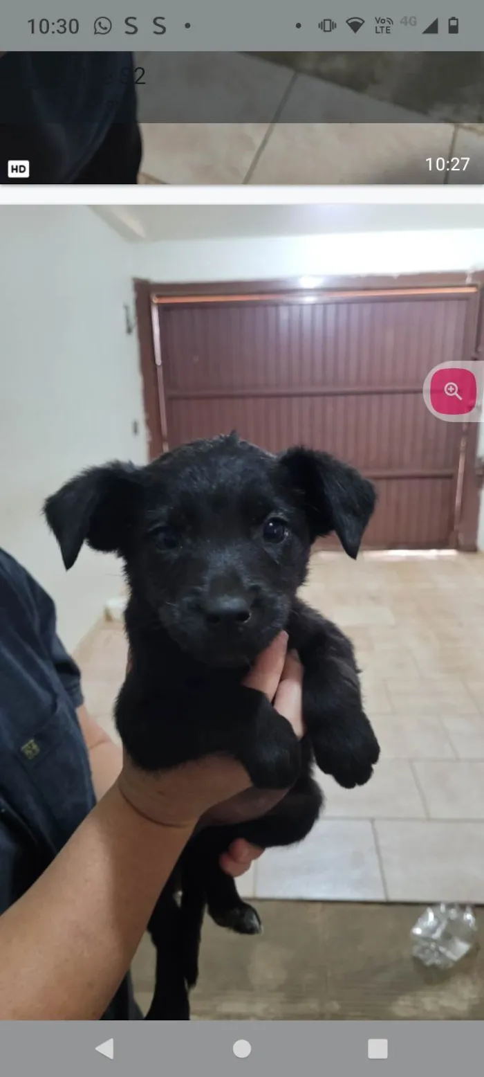 Cachorro ra a Fox Terrier idade Abaixo de 2 meses nome Sem nome tutora simone