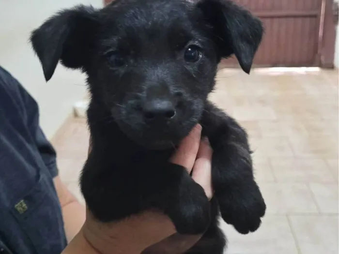 Cachorro ra a Fox Terrier idade Abaixo de 2 meses nome Sem nome tutora simone