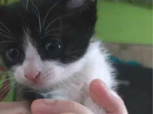Gato raça SRD-ViraLata idade Abaixo de 2 meses nome Sem nome