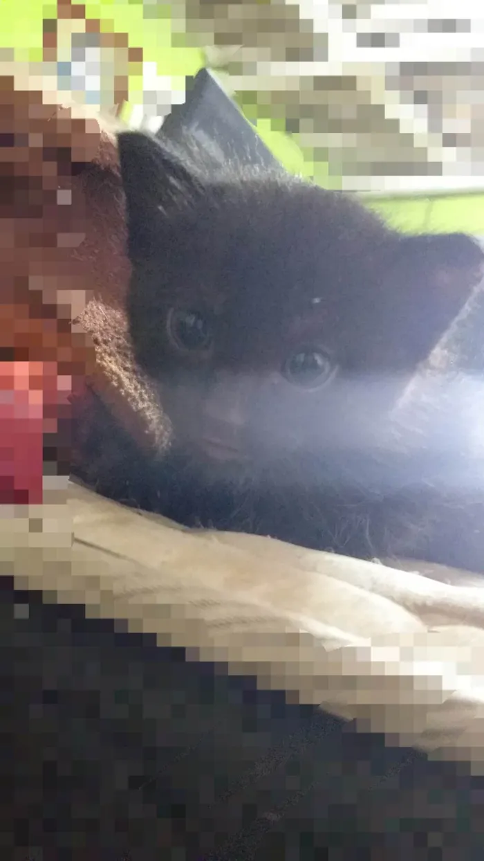 Gato ra a SRD-ViraLata idade Abaixo de 2 meses nome Sem nome