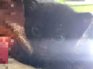 Gato raça SRD-ViraLata idade Abaixo de 2 meses nome Sem nome