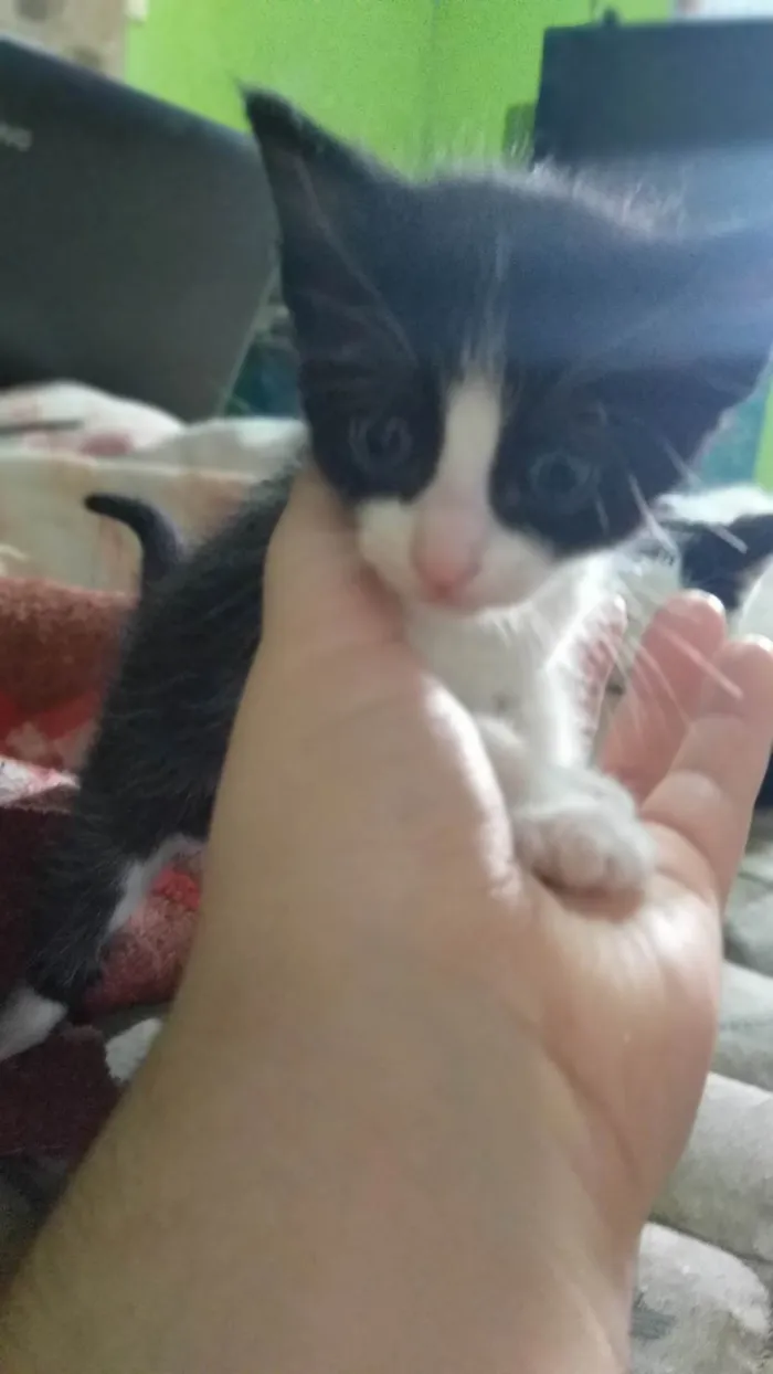 Gato ra a SRD-ViraLata idade Abaixo de 2 meses nome Sem nome