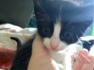 Gato raça SRD-ViraLata idade Abaixo de 2 meses nome Sem nome