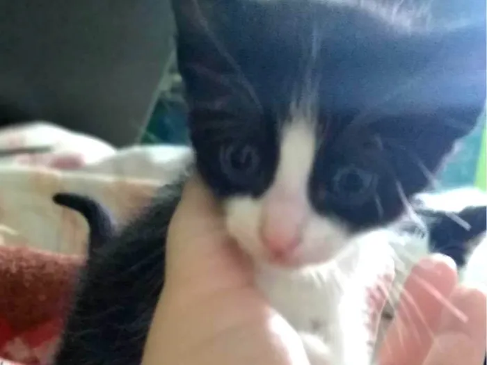 Gato ra a SRD-ViraLata idade Abaixo de 2 meses nome Sem nome