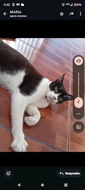 Gato raça SRD-ViraLata idade 2 a 6 meses nome Foi apelidado de frajola 
