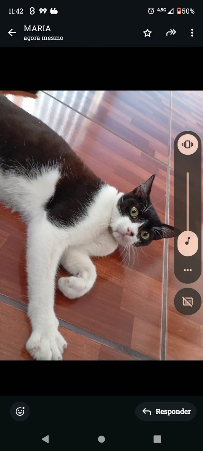 Gato ra a SRD-ViraLata idade 2 a 6 meses nome Foi apelidado de frajola 