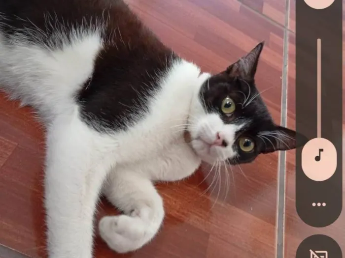 Gato ra a SRD-ViraLata idade 2 a 6 meses nome Foi apelidado de frajola 