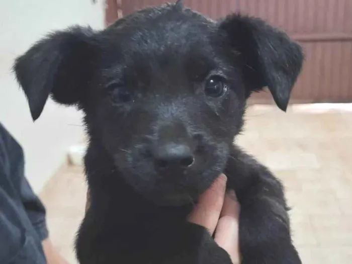 Cachorro ra a Fox Terrier idade Abaixo de 2 meses nome Sem nome tutora simone