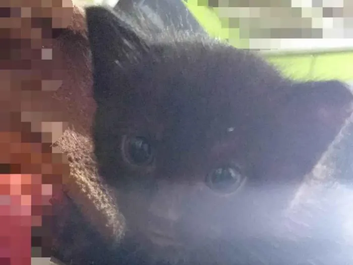 Gato ra a SRD-ViraLata idade Abaixo de 2 meses nome Sem nome