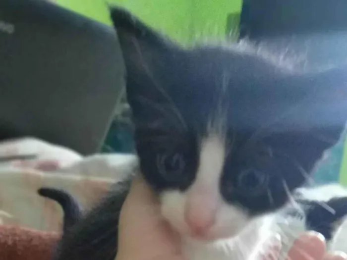 Gato ra a SRD-ViraLata idade Abaixo de 2 meses nome Sem nome