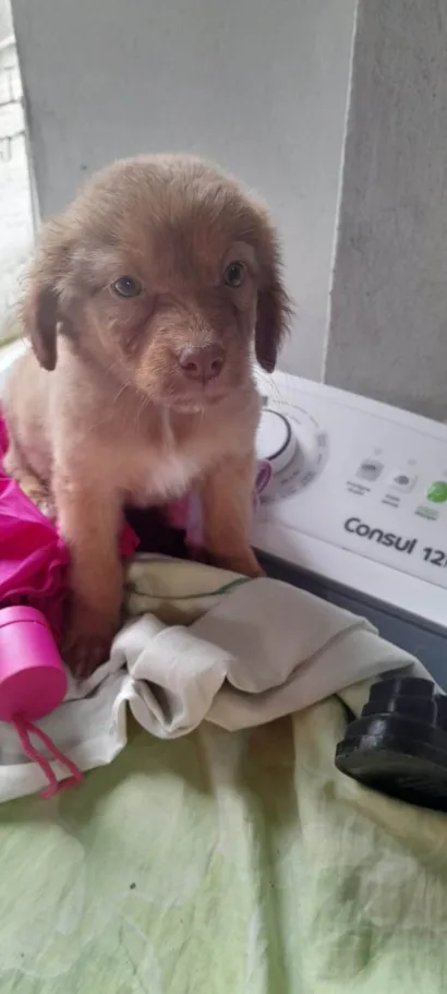 Cachorro raça SRD-ViraLata idade 2 a 6 meses nome Cachorro fêmea 