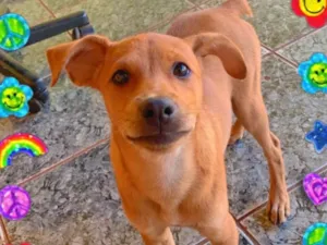 Cachorro raça SRD-ViraLata idade 4 anos nome Urso 