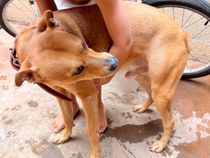 Cachorro ra a SRD-ViraLata idade 4 anos nome Urso 
