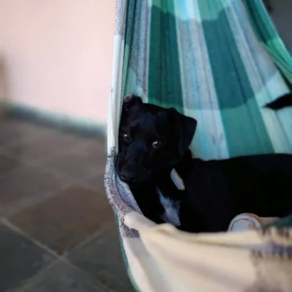 Cachorro raça SRD-ViraLata idade 1 ano nome Tom Jack 