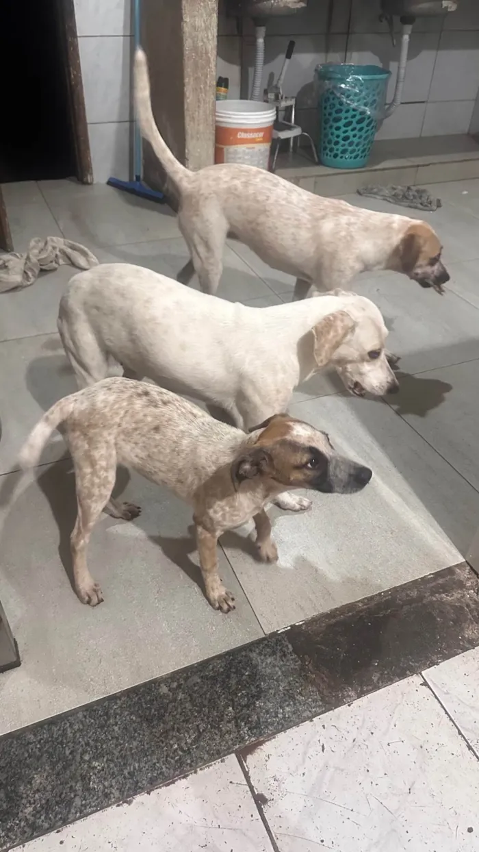 Cachorro ra a SRD-ViraLata idade 2 a 6 meses nome Não tem nomes definidos 