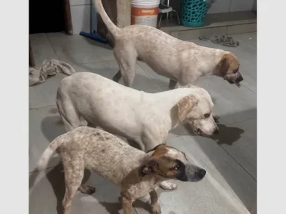 Cachorro raça SRD-ViraLata idade 2 a 6 meses nome Não tem nomes definidos 