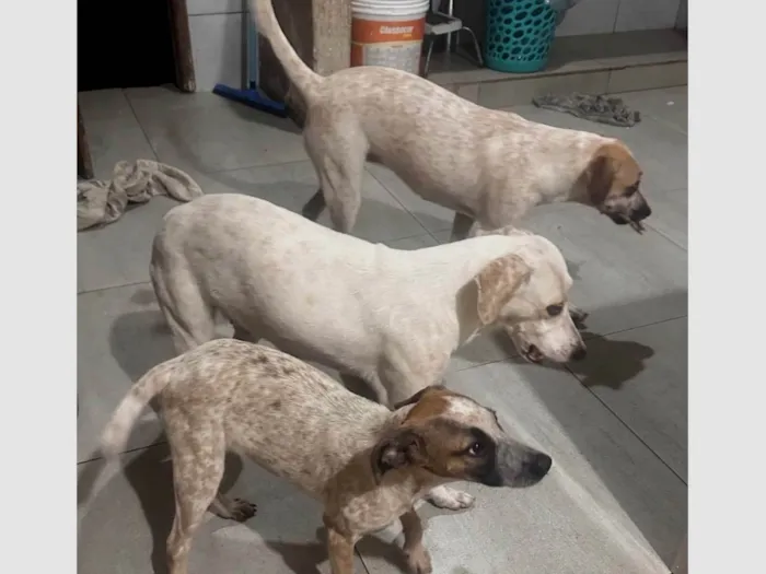 Cachorro ra a SRD-ViraLata idade 2 a 6 meses nome Não tem nomes definidos 