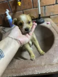 6 filhotes para doação 