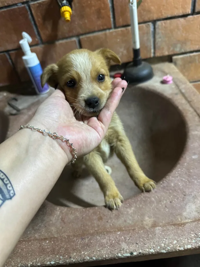 Cachorro ra a SRD-ViraLata idade 2 a 6 meses nome 6 filhotes para doação 