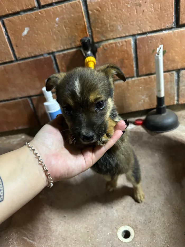 Cachorro ra a SRD-ViraLata idade 2 a 6 meses nome 6 filhotes para doação 