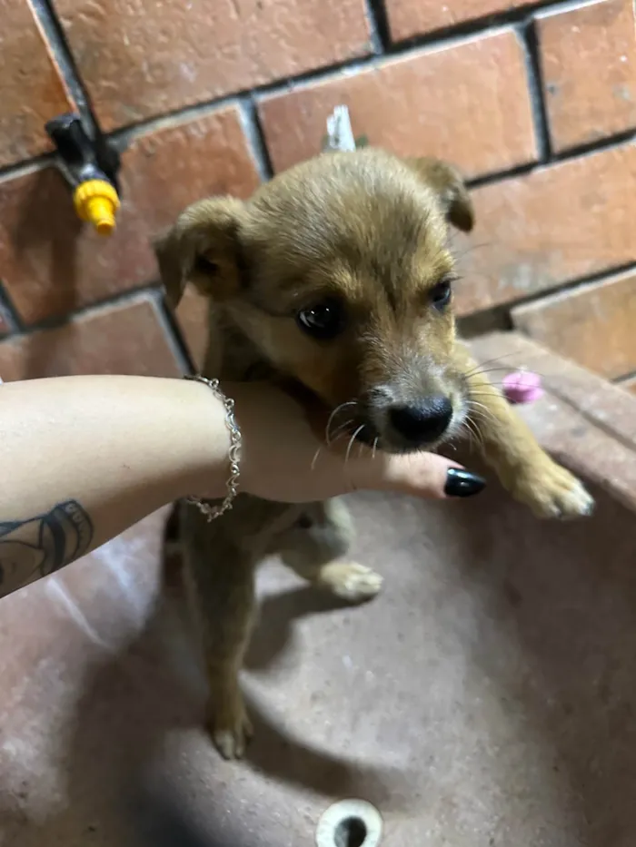 Cachorro ra a SRD-ViraLata idade 2 a 6 meses nome 6 filhotes para doação 