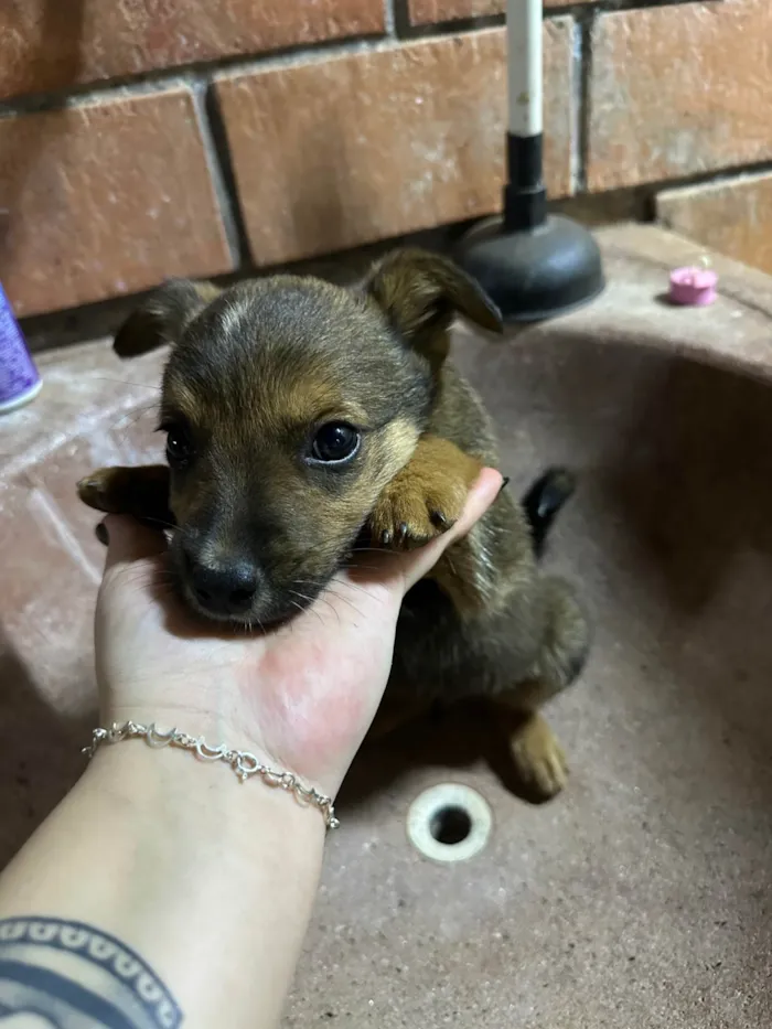 Cachorro ra a SRD-ViraLata idade 2 a 6 meses nome 6 filhotes para doação 