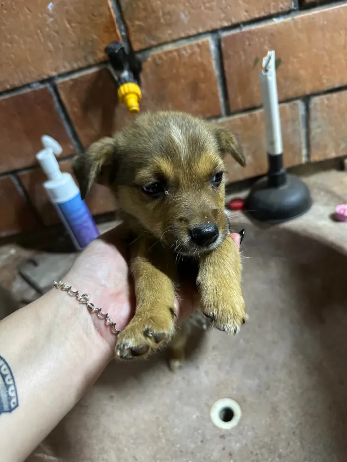 Cachorro ra a SRD-ViraLata idade 2 a 6 meses nome 6 filhotes para doação 