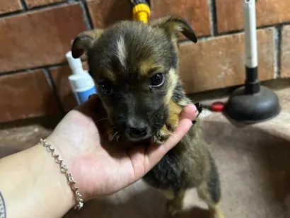Cachorro raça SRD-ViraLata idade 2 a 6 meses nome 6 filhotes para doação 
