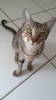 Tom