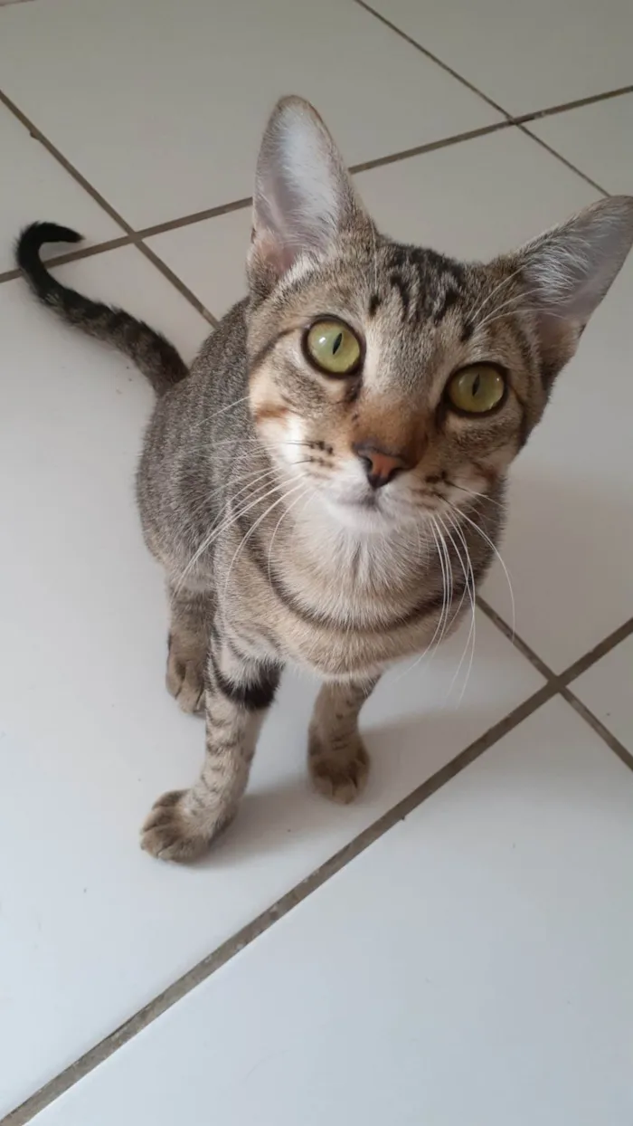 Gato ra a SRD-ViraLata idade 2 a 6 meses nome Tom
