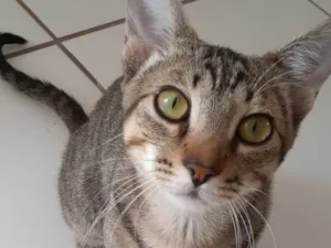 Gato raça SRD-ViraLata idade 2 a 6 meses nome Tom