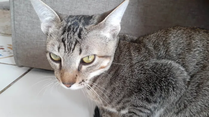 Gato ra a SRD-ViraLata idade 2 a 6 meses nome Tom