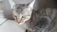 Tom