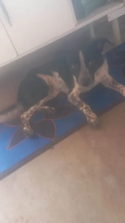 Cachorro raça SRD-ViraLata idade 7 a 11 meses nome Não tem 