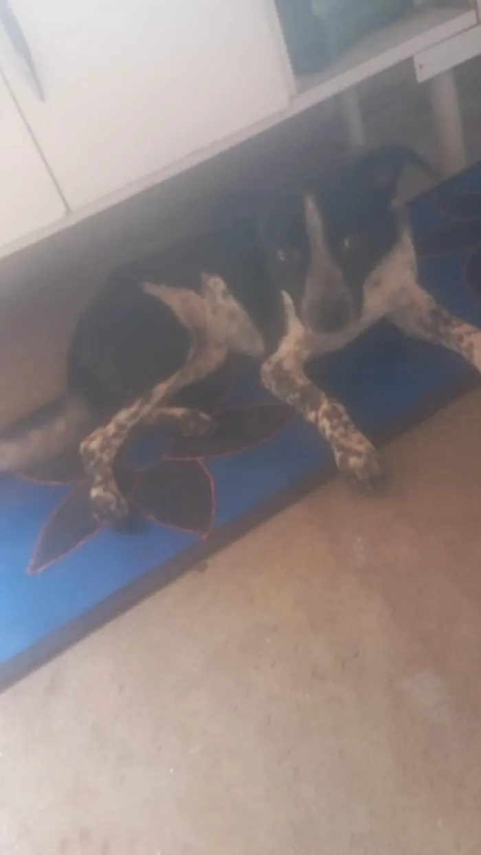 Cachorro ra a SRD-ViraLata idade 7 a 11 meses nome Não tem 