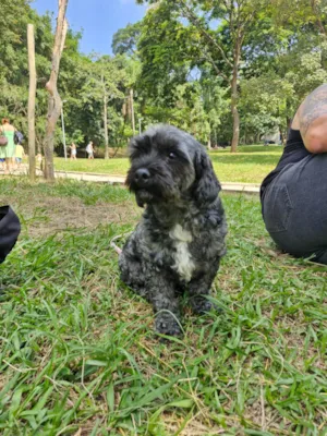 Cachorro raça Lhasa Apso idade 5 anos nome belinha 