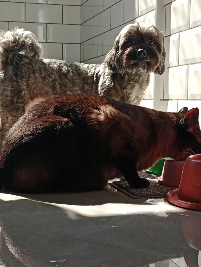 Cachorro ra a Lhasa Apso idade 5 anos nome belinha 