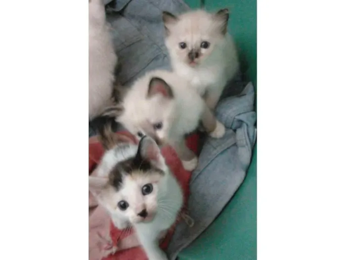 Gato raça Siamês  idade 2 a 6 meses nome Sem nomes 