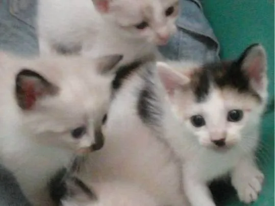 Gato raça Siamês  idade 2 a 6 meses nome Sem nomes 