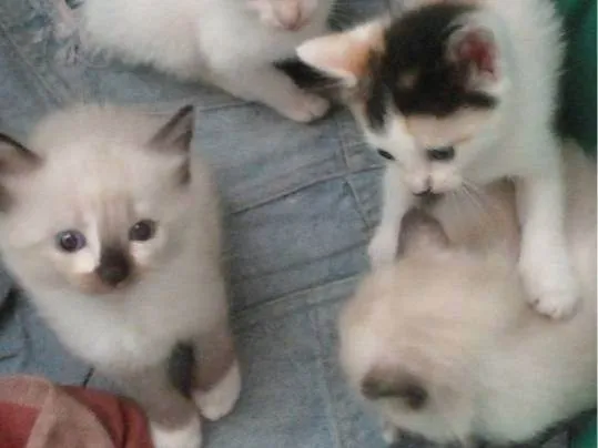 Gato raça Siamês  idade 2 a 6 meses nome Sem nomes 