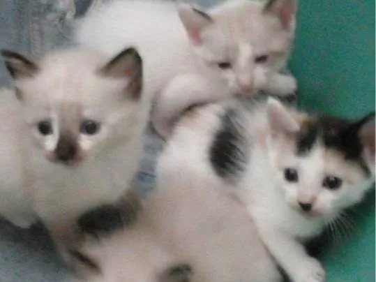 Gato raça Siamês  idade 2 a 6 meses nome Sem nomes 
