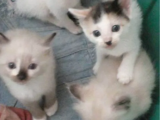 Gato raça Siamês  idade 2 a 6 meses nome Sem nomes 