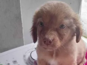 Cachorro raça SRD-ViraLata idade 2 a 6 meses nome Cachorro fêmea 