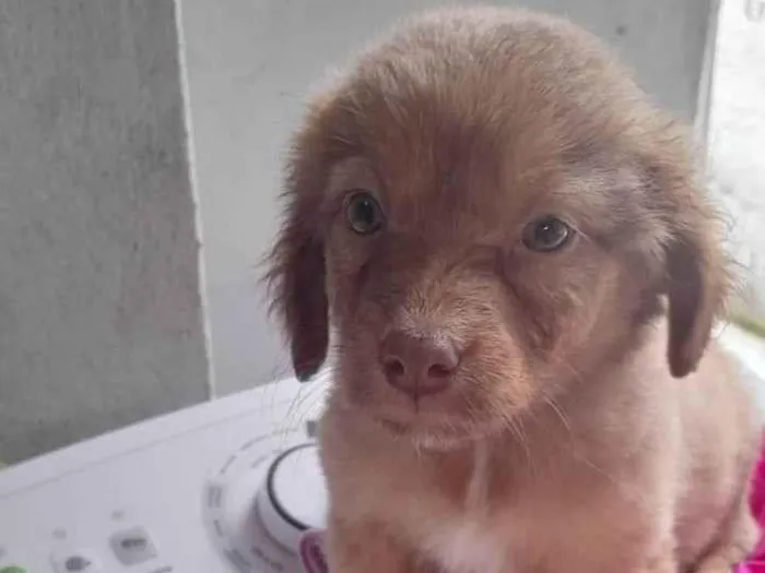 Cachorro ra a SRD-ViraLata idade 2 a 6 meses nome Cachorro fêmea 