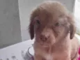 Cachorro fêmea