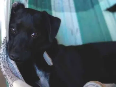 Cachorro raça SRD-ViraLata idade 1 ano nome Tom Jack 