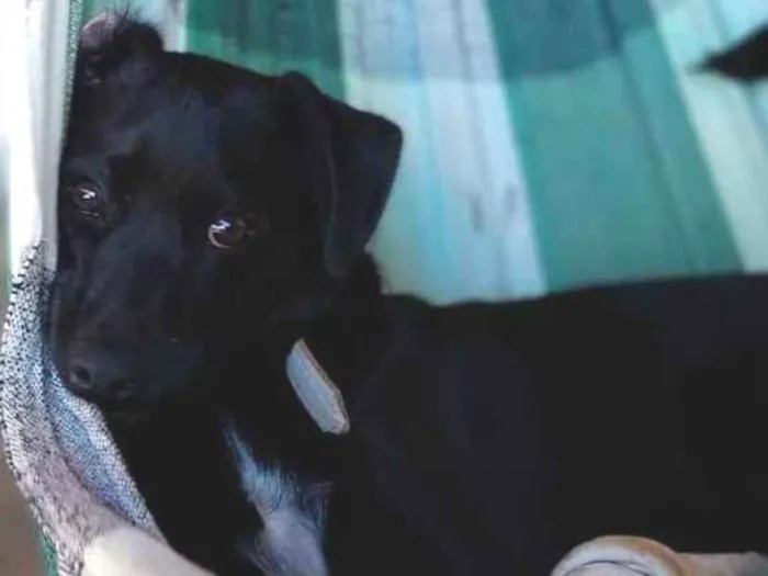 Cachorro ra a SRD-ViraLata idade 1 ano nome Tom Jack 