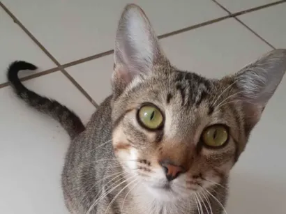 Gato raça SRD-ViraLata idade 2 a 6 meses nome Tom