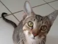 Tom